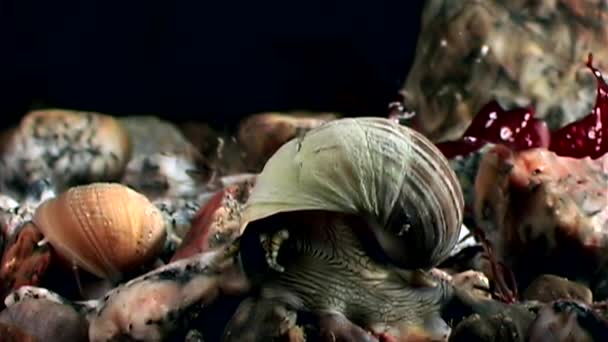 Sea marine snail close up underwater on seabed White Sea. — Stock Video