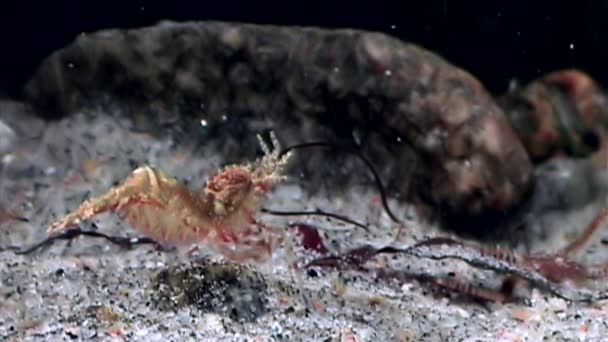 Red shrimp masked in search of food underwater glass seabed of White Sea. — Stock Video