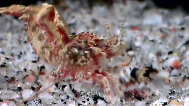 Κόκκινη γαρίδα μασκοφόροι αναζητώντας τροφή υποβρύχια γυάλινο πυθμένα της θάλασσας λευκό. — Αρχείο Βίντεο