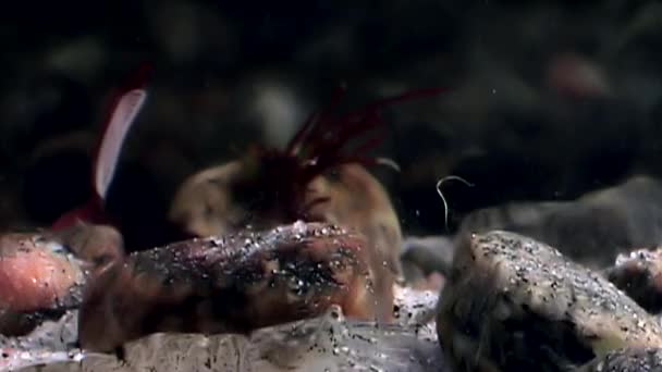 Üveg garnélarák álarcos keres élelmiszer víz alatti tengerfenék-tenger fehér Oroszország. — Stock videók