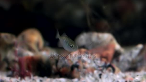 Vida inusual y única de los peces bajo el agua en los fondos marinos del Mar Blanco . — Vídeos de Stock