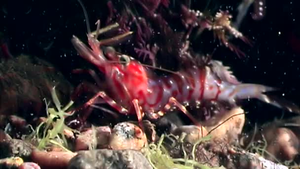 Camarones rojos enmascarados en busca de alimentos fondo marino submarino del Mar Blanco Rusia . — Vídeo de stock