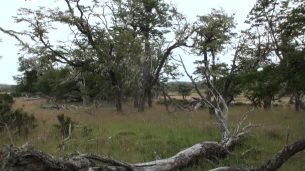 Raízes secas e galhos de árvores se entrelaçam no chão na Patagônia Argentina. — Vídeo de Stock