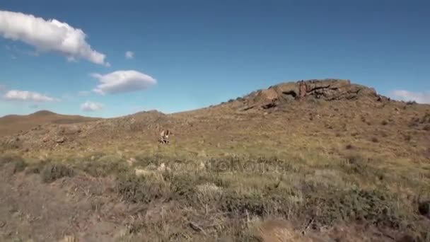 Lama guanako exotických savců divoké zvíře v Andách Patagonie. — Stock video