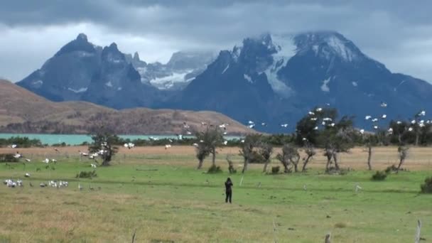 Fata face poze cu păsări în munții verzi și înzăpeziți din Argentina . — Videoclip de stoc