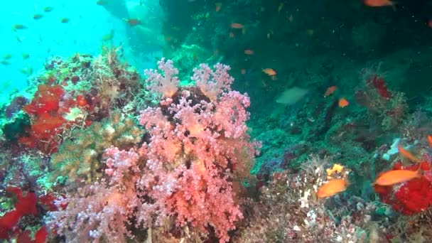 Fischschwärme auf Hintergrund bunte Korallen unter Wasser im Meer der Malediven. — Stockvideo