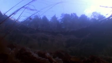 Orman ve su altında ağaçlar yansımasıdır.