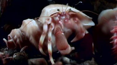 Kanser pavurya makro su altında beyaz deniz dibinin üzerinde yiyecek bulmak.