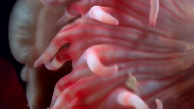 Kırmızı anemone actinia yakın çekim su altında beyaz deniz dibinin üzerinde.