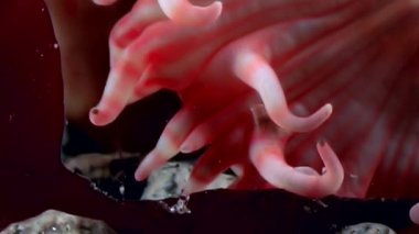 Kırmızı anemone actinia yakın çekim su altında beyaz deniz dibinin üzerinde.
