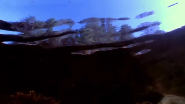 Reflektion av skog och träd under vattnet. — Stockvideo