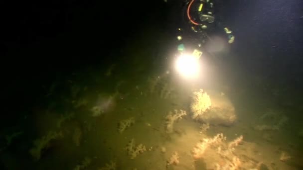 Scuba diver på bakgrund av havsbotten under vattnet. — Stockvideo