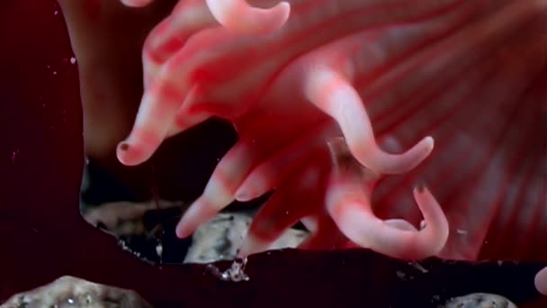 Piros anemone actinia közelről víz alatti tengerfenék fehér-tenger. — Stock videók