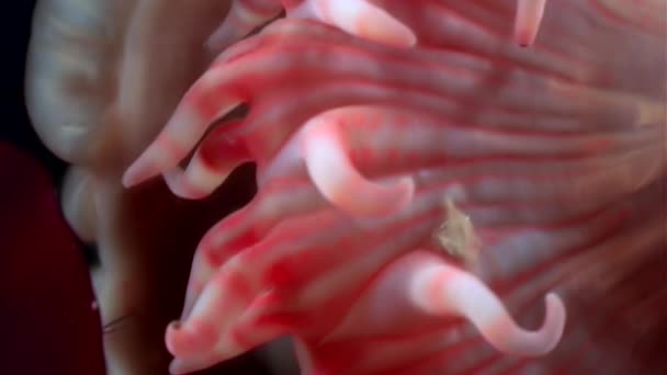Czerwony Anemon actinia zamknąć pod wodą na dnie morza białego. — Wideo stockowe