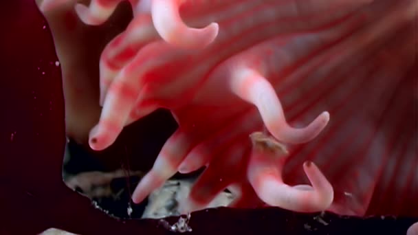 Rote Anemone actinia hautnah unter Wasser auf dem Meeresboden des weißen Meeres. — Stockvideo