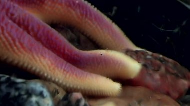 İğneler ve denizyıldızı tentacles su altında beyaz deniz dibinin üzerinde kapat.