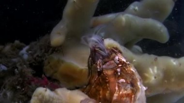 Balanus balanomorpha deniz meşe palamudu deniz kabukluları sualtı deniz yatağı üzerinde.