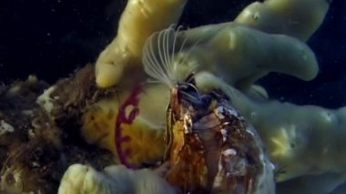 Balanus balanomorpha deniz meşe palamudu deniz kabukluları sualtı deniz yatağı üzerinde.