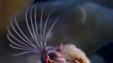 Balanus balanomorpha deniz meşe palamudu deniz kabukluları sualtı deniz yatağı üzerinde.