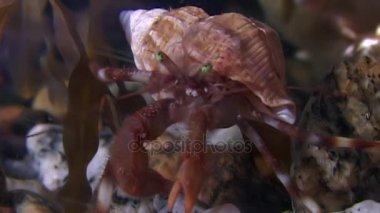 Kanser keşiş sualtı gıda beyaz deniz Rusya'nın deniz yatağı üzerinde arama.