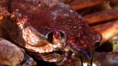 Yengeç hios su altında beyaz deniz Rusya'nın deniz yatağı üzerinde yiyecek bulmak.