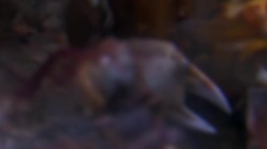 Yengeç hios su altında beyaz deniz Rusya'nın deniz yatağı üzerinde yiyecek bulmak.