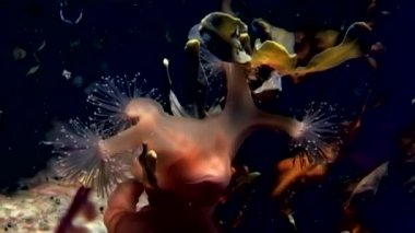 Lucernaria quadricornis yakalar ve Caprella su altında beyaz deniz yiyor