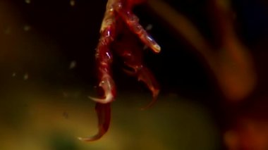 İskelet deniz keçi Caprellalinearis su altında beyaz deniz dibinin üzerinde.