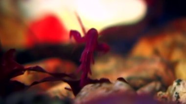 İskelet deniz keçi Caprellalinearis su altında beyaz deniz dibinin üzerinde.