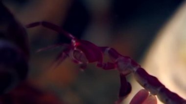 İskelet deniz keçi Caprellalinearis su altında beyaz deniz dibinin üzerinde.