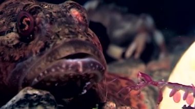 Deniz kaya balığı egzotik balık suyun altında deniz yatağı üzerinde.