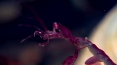 İskelet deniz keçi Caprellalinearis su altında beyaz deniz dibinin üzerinde.