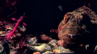 Deniz kaya balığı egzotik balık suyun altında deniz yatağı üzerinde.