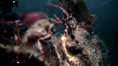 Yengeç hios su altında beyaz deniz Rusya'nın deniz yatağı üzerinde yiyecek bulmak yakın çekim.