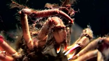 Yengeç hios su altında beyaz deniz Rusya'nın deniz yatağı üzerinde yiyecek bulmak yakın çekim.