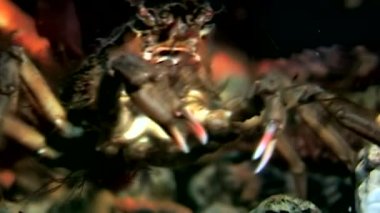 Yengeç hios su altında beyaz deniz Rusya'nın deniz yatağı üzerinde yiyecek bulmak yakın çekim.