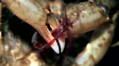 Hios yakaladı, ganimet dibinin beyaz deniz Rusya'nın su altında pençeleri ile Yengeç.