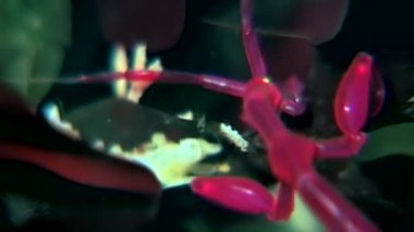 İskelet deniz keçi Caprellalinearis su altında beyaz deniz dibinin üzerinde.