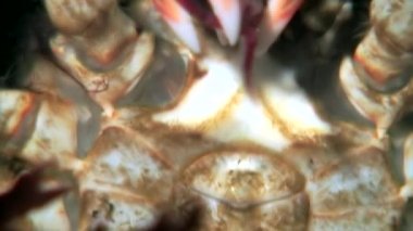 Hios yakaladı, ganimet dibinin beyaz deniz Rusya'nın su altında pençeleri ile Yengeç.