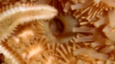 Siyah arka plan deniz üzerinde su altında beyaz deniz yıldızı yakın çekim.