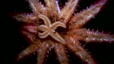 Siyah arka plan deniz üzerinde su altında beyaz deniz yıldızı yakın çekim.