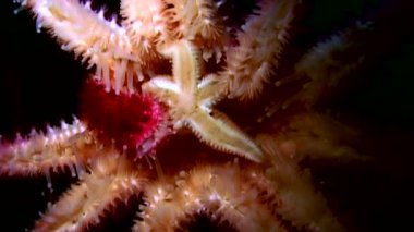 Siyah arka plan deniz üzerinde su altında beyaz deniz yıldızı yakın çekim.