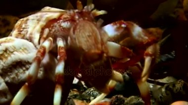 Kanser keşiş sualtı gıda beyaz deniz Rusya'nın deniz yatağı üzerinde arama.