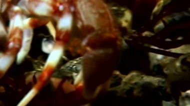 Kanser keşiş sualtı gıda beyaz deniz Rusya'nın deniz yatağı üzerinde arama.