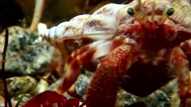 Kanser keşiş sualtı gıda beyaz deniz Rusya'nın deniz yatağı üzerinde arama.