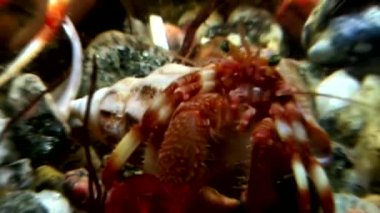 Kanser keşiş sualtı gıda beyaz deniz Rusya'nın deniz yatağı üzerinde arama.