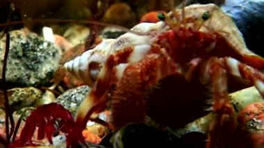 Kanser keşiş sualtı gıda beyaz deniz Rusya'nın deniz yatağı üzerinde arama.