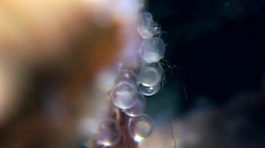 Havyar deniz yosunu üzerinde beyaz deniz Rusya'nın deniz yatağı üzerinde su altında balık için besindir.