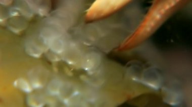 Michela pençe Yengeç hios snatch havyar su altında beyaz deniz Rusya'nın deniz yatağı üzerinde.