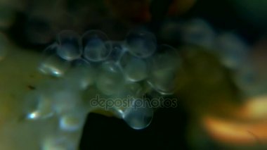 Michela pençe Yengeç hios snatch havyar su altında beyaz deniz Rusya'nın deniz yatağı üzerinde.